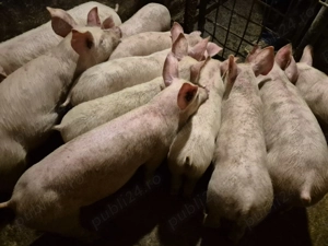 Șoldănei rasă de Carne Pick de 3 luni - imagine 8