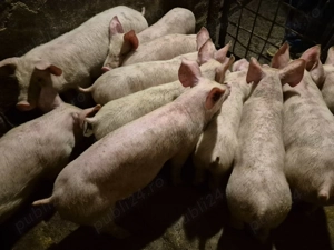 Șoldănei rasă de Carne Pick de 3 luni - imagine 9