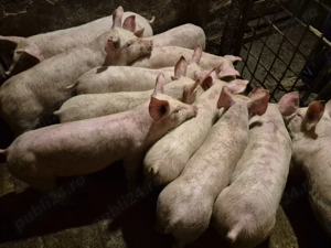 Șoldănei rasă de Carne Pick de 3 luni - imagine 4