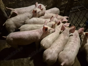 Șoldănei rasă de Carne Pick de 3 luni - imagine 5