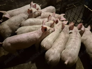 Șoldănei rasă de Carne Pick de 3 luni - imagine 7