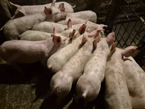 Șoldănei rasă de Carne Pick de 3 luni - imagine 6