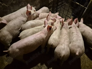 Șoldănei rasă de Carne Pick de 3 luni - imagine 2