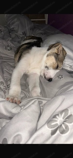 Cățeluș- băiat - 6 luni - terrier  - imagine 2