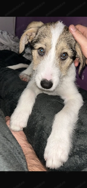 Cățeluș- băiat - 6 luni - terrier 