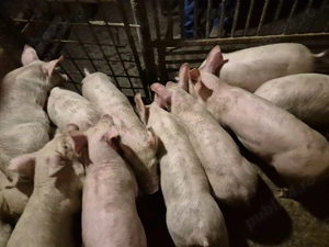 Șoldănei rasă Pick 3luni - imagine 4