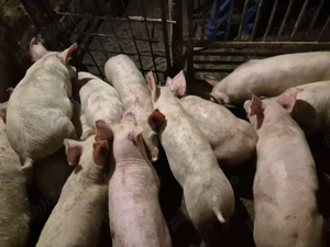 Șoldănei rasă Pick 3luni - imagine 3