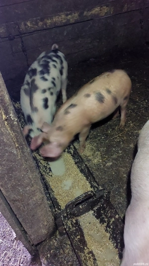 Grasuni de vânzare.  - imagine 2