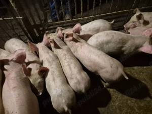 Șoldănei rasă Pick 3luni - imagine 2