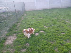 Cavalier king charles Spaniel gestanta