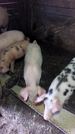 Grasuni de vânzare.  - imagine 3