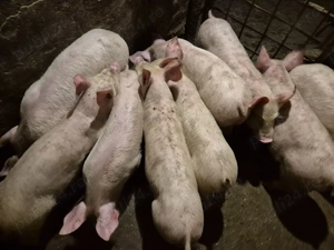 Șoldănei Pick  - imagine 5