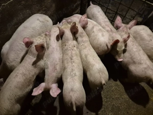 Șoldănei Pick  - imagine 6