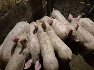 Șoldănei Pick  - imagine 7