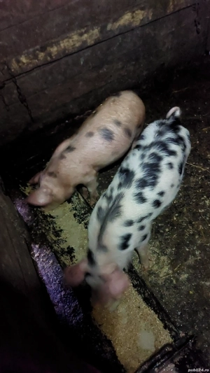 Grasuni de vânzare.  - imagine 4