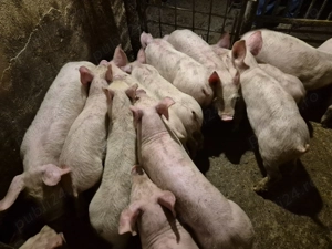 Șoldănei Pick  - imagine 2