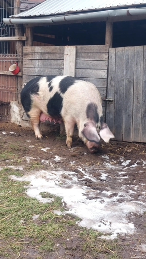 Grasuni de vânzare.  - imagine 5