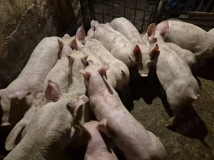 Șoldănei Pick  - imagine 4