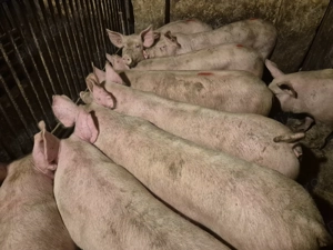 Șoldani porci intre 75-90kile Pick - imagine 3