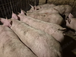 Șoldani porci intre 75-90kile Pick - imagine 4