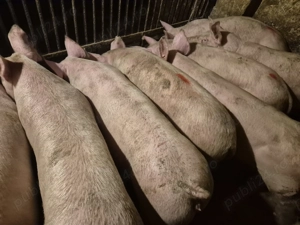 Șoldani porci intre 75-90kile Pick - imagine 2