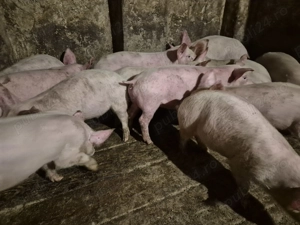 Șoldănei rasă Pick - imagine 5