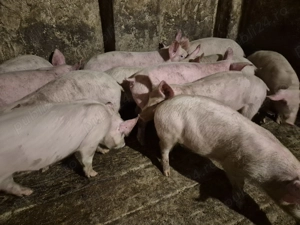 Șoldănei rasă Pick - imagine 7