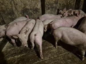 Șoldănei rasă Pick - imagine 2