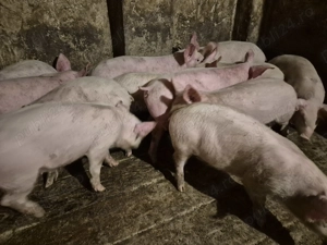 Șoldănei rasă Pick - imagine 4