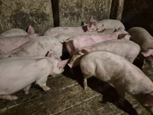 Șoldănei rasă Pick - imagine 6