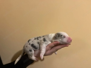 Puiuții Border Collie  - imagine 3