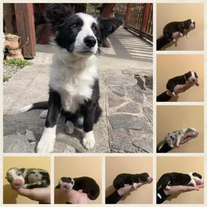 Puiuții Border Collie  - imagine 4