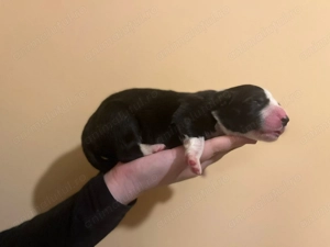 Puiuții Border Collie  - imagine 2
