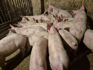 Șoldani frumoși rasă Pick  - imagine 3