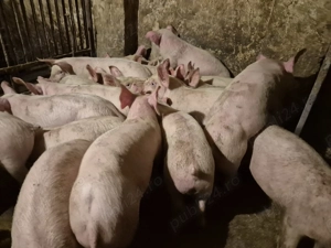 Șoldani frumoși rasă Pick  - imagine 6