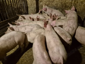 Șoldani frumoși rasă Pick  - imagine 4