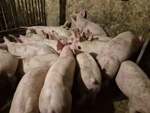 Șoldani frumoși rasă Pick  - imagine 7