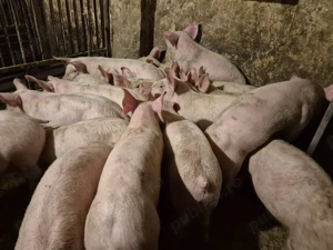 Șoldani frumoși rasă Pick  - imagine 8