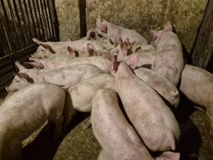 Șoldani frumoși rasă Pick 