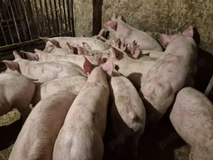 Șoldani frumoși rasă Pick  - imagine 5