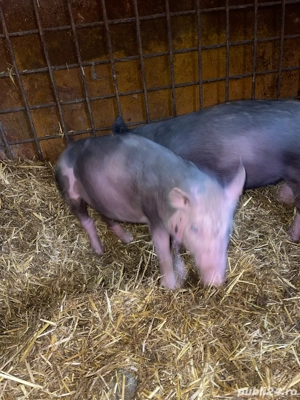 pietrain belgian scrofită  - imagine 4