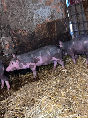 pietrain belgian scrofită 