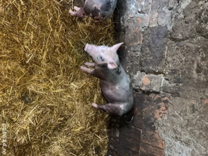 pietrain belgian scrofită  - imagine 5