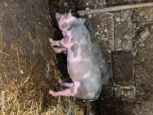 pietrain belgian scrofită  - imagine 3