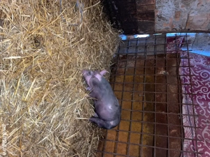 pietrain belgian scrofită  - imagine 2