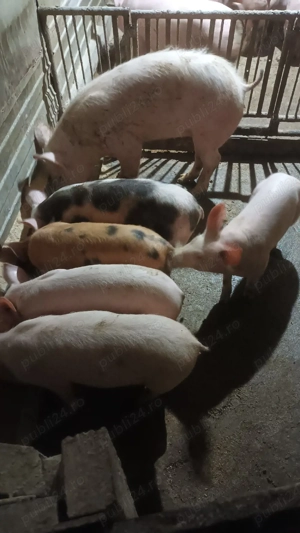 Vand purcei  - imagine 3