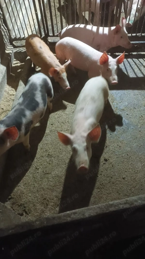 Vand purcei  - imagine 2