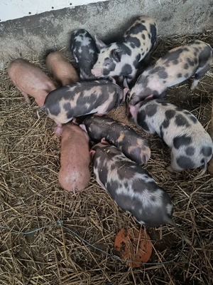 purcei de carne - imagine 3