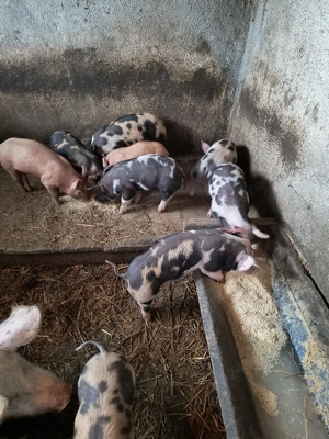 purcei de carne - imagine 5