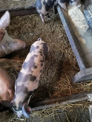 purcei de carne - imagine 2